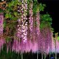 5 PCS Wisteria Wisteria Vine Saplings Seeds - Pink and Purple Flowers