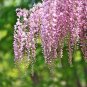 5 PCS Wisteria Wisteria Vine Saplings Seeds - Pink and Purple Flowers