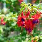 10 PCS Fuchsia Seeds - Orange Flowers with Dark Red Centre Flowers 10 PCS Fuchsia Seeds - Orange Flowers with Dark Red Centre Flowers