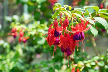 10 PCS Fuchsia Seeds - Orange Flowers with Dark Red Centre Flowers