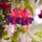 10 PCS Fuchsia Seeds - Orange Flowers with Dark Red Centre Flowers