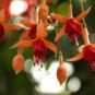 10 PCS Fuchsia Seeds - Orange Flowers with Dark Red Centre Flowers