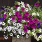 200 PCS Seeds Heirloom Hanging Petunia Mixed