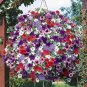 200 PCS Seeds Heirloom Hanging Petunia Mixed