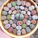 100 Pcs Seeds Beauty Mixed Mini Lithops Bonsai Plants