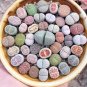 100 Pcs Seeds Beauty Mixed Mini Lithops Bonsai Plants