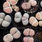 100 Pcs Seeds Beauty Mixed Mini Lithops Bonsai Plants