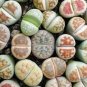 100 Pcs Seeds Beauty Mixed Mini Lithops Bonsai Plants