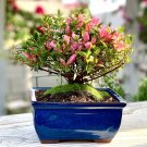 50 PCS Seeds French Provence Quisqualis Bonsai Fragrant Organic Quisqualis Bonsai