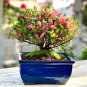 50 PCS Seeds French Provence Quisqualis Bonsai Fragrant Organic Quisqualis Bonsai