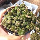 100 PCS Seeds Monanthes Polyphylla Bonsai Succulent Bonsai Flower 100 PCS Seeds Monanthes Polyphylla Bonsai Succulent Bonsai Flower