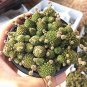 100 PCS Seeds Monanthes Polyphylla Bonsai Succulent Bonsai Flower