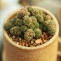 100 PCS Seeds Monanthes Polyphylla Bonsai Succulent Bonsai Flower