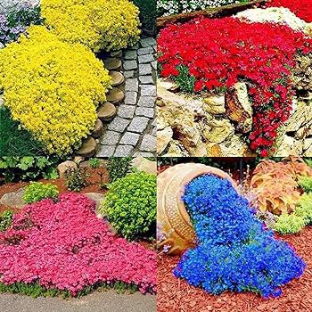 100 PCS Creeping Thyme Bonsai or Multi-Color Rock CRESS Plant Seeds