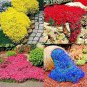 100 PCS Creeping Thyme Bonsai or Multi-Color Rock CRESS Plant Seeds