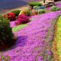 100 PCS Creeping Thyme Bonsai or Multi-Color Rock CRESS Plant Seeds