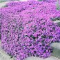 205 PCS rare ROCK cress Seeds Climbing plant Creeping Thyme Seeds
