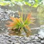 100 PCS Japanese Rare Creeper Boston Fern Plant Vines Climbing Plants Seeds