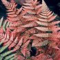 100 PCS Japanese Rare Creeper Boston Fern Plant Vines Climbing Plants Seeds