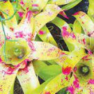 200 pcs Rare Mini Bonsai Bromeliad palnts Seeds