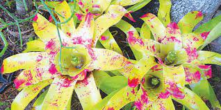 200 pcs Rare Mini Bonsai Bromeliad palnts Seeds