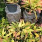 200 pcs Rare Mini Bonsai Bromeliad palnts Seeds