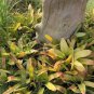 200 pcs Rare Mini Bonsai Bromeliad palnts Seeds