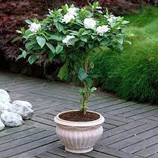 10 pcs White jasmine seeds