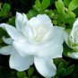 10 pcs White jasmine seeds