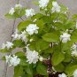 10 pcs White jasmine seeds