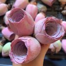 100 PCS The Mountain Rose Green Rose Garden Greenovia Flower Seeds