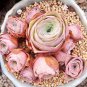 100 PCS The Mountain Rose Green Rose Garden Greenovia Flower Seeds