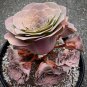 100 PCS The Mountain Rose Green Rose Garden Greenovia Flower Seeds