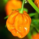 50 PCS Pepper X Seeds
