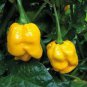 50 PCS Pepper X Seeds