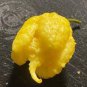 50 PCS Pepper X Seeds