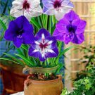 50 Pcs Multi Color Amaryllis Flower Bonsai Hippeastrum Barbados Lily Seeds