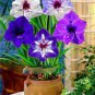 50 Pcs Multi Color Amaryllis Flower Bonsai Hippeastrum Barbados Lily Seeds