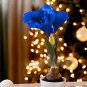 50 Pcs Multi Color Amaryllis Flower Bonsai Hippeastrum Barbados Lily Seeds