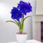 50 Pcs Multi Color Amaryllis Flower Bonsai Hippeastrum Barbados Lily Seeds