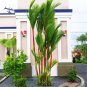 10 PCS Palm Bonsai DIY Plant for Home Garden Decoration Bonsai Plants Seeds