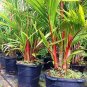 10 PCS Palm Bonsai DIY Plant for Home Garden Decoration Bonsai Plants Seeds
