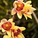 20 PCS Chimonanthus praecox,Wintersweet Potted Plants Seeds