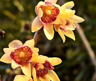 20 PCS Chimonanthus praecox,Wintersweet Potted Plants Seeds