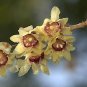20 PCS Chimonanthus praecox,Wintersweet Potted Plants Seeds