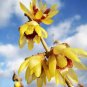 20 PCS Chimonanthus praecox,Wintersweet Potted Plants Seeds