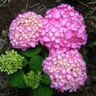 20 pcs Champagne Hydrangea Bonsai Rare ice Cream Hydrangea Flowers plantas Seeds