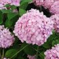 20 pcs Champagne Hydrangea Bonsai Rare ice Cream Hydrangea Flowers plantas Seeds