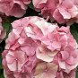 20 pcs Champagne Hydrangea Bonsai Rare ice Cream Hydrangea Flowers plantas Seeds