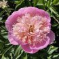 20 pcs Rare Double Peony Seed Multicolor Perennial Peony Flowers
